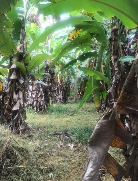 15 Perch Land with Banana Plantation in Uyandana, Kurunegala — image 1